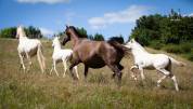 Pension pour chevaux en Normandie, pension pro