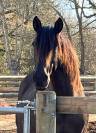 Pension pour chevaux en Normandie, pension pro