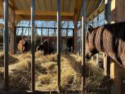 Pension pour chevaux en Normandie, pension pro