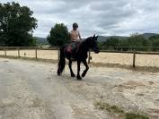 Caballo castrado M&eacute;rens En venta 2022 Negro por Pegazz des gesquis