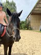 Caballo castrado M&eacute;rens En venta 2022 Negro por Pegazz des gesquis