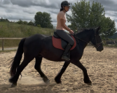 Caballo castrado M&eacute;rens En venta 2022 Negro por Pegazz des gesquis