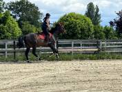 Vente hongre 8 ans (loisir)