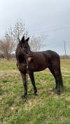 Vente hongre 8 ans (loisir)