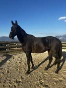 Vente hongre 8 ans (loisir)