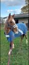 Ponette &agrave; vendre 