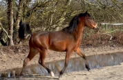 PONETTE  D  2 ans origines allemandes