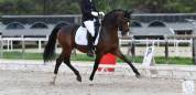 PONETTE  D  2 ans origines allemandes