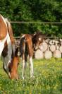 Poulain poney pie bai