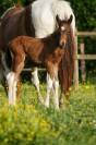 Poulain poney pie bai
