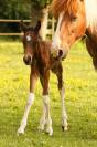 Poulain poney pie bai