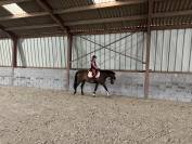 Cheval de loisir
