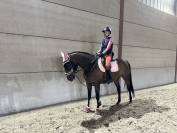 Cheval de loisir