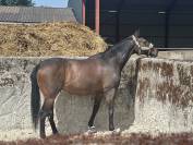 Cheval de loisir