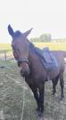 Dark Devil, magnifique hongre