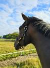 Dark Devil, magnifique hongre