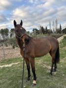 Hongre Holsteiner 8 ans 