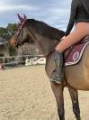 Hongre Holsteiner 8 ans 