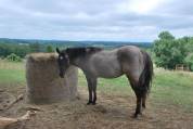Foal Dun