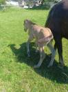 Foal Dun