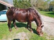 Foal Dun