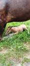 Foal Dun