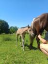 Foal Dun