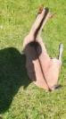 Foal Dun