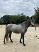 HOBGRE CO 5 ans 