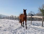 Hongre pure race espagnole 2 ans