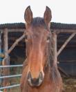 Hongre pure race espagnole 2 ans