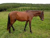 Hongre pure race espagnole 2 ans