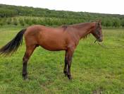 Hongre pure race espagnole 2 ans