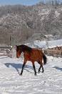 Hongre pure race espagnole 2 ans