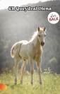 Poulain palomino PP Paint horse