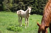 Poulain palomino PP Paint horse