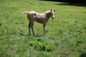 Poulain palomino PP Paint horse