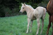 Poulain palomino PP Paint horse