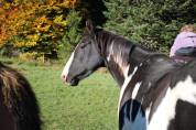 Jument Paint horse PP Black Overo