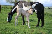 Jument Paint horse PP Black Overo