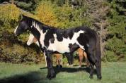Jument Paint horse PP Black Overo