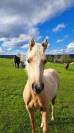 Pouliche ONC Quarter horse