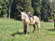 Pouliche ONC Quarter horse