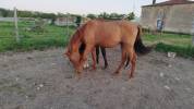 Pure race Espagnole entier
