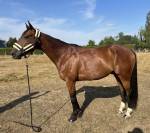 Hongre trotteur 