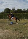 Hongre trotteur 