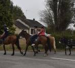 Hongre trotteur 
