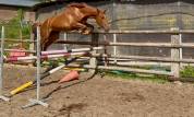 Jument 3 ans par By Ceira d'Ick x Vagabond de la Pomme