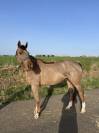 Lucifer du parc/ poney D pour faire As