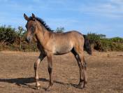 Quissie de Kernevez pouliche 2026 PRE crois&eacute;e par Lebre